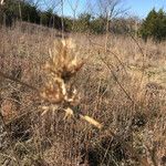 Eryngium leavenworthii Συνήθη χαρακτηριστικά