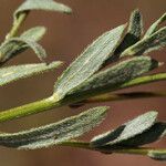 Erigeron petrophilus Leaf