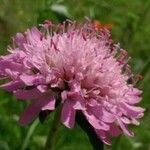 Scabiosa atropurpurea Blomst