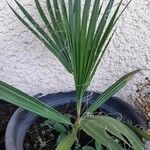 Washingtonia robustaFoglia