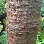Araucaria angustifolia Corteza