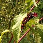 Phytolacca americanaLeaf