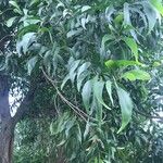 Acacia auriculiformis Leaf