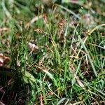 Carex capillaris Habit