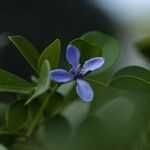 Guaiacum officinale Flower