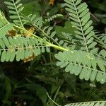 Sesbania herbacea Leaf