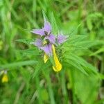 Melampyrum subalpinum Flor