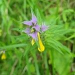 Melampyrum subalpinum Квітка