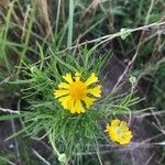 Helenium amarum Kvet