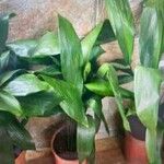 Aspidistra lurida List