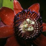 Passiflora gabrielliana