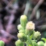 Erigeron sumatrensis पत्ता