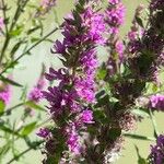 Lythrum salicaria Flower