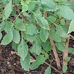 Ocimum gratissimum Leaf