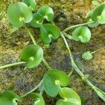 Heteranthera reniformis Likasa