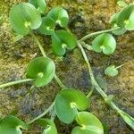 Heteranthera reniformis Leaf