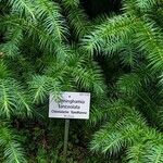 Cunninghamia lanceolata 葉