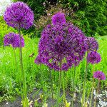 Allium giganteum Hábito