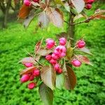 Malus × floribundaFlower