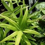 Polygonatum verticillatum 葉