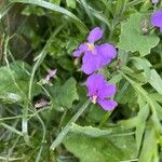 Orychophragmus violaceus Flor