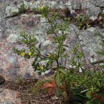 Potentilla norvegica Hábito