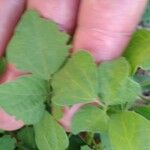 Rhynchosia minima Leaf