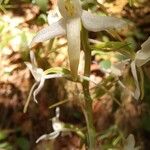 Platanthera bifolia Flor