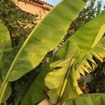 Musa basjoo ഇല