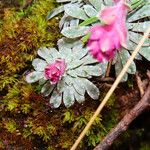 Saxifraga porophylla Vivejo