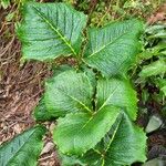 Arisaema griffithii Leaf