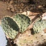 Opuntia aciculata Ліст