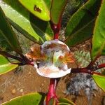 Cunonia macrophylla Λουλούδι