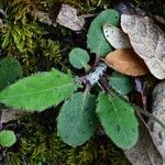 Hieracium glaucinum Leaf