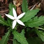 Hippobroma longiflora Цветок