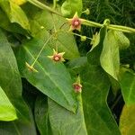 Vincetoxicum indicum Leaf