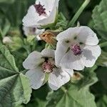 Althaea officinalis Blomma