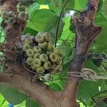 Ficus auriculata Fruit