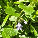 Glechoma hirsuta Flower