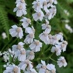 Achillea macrophylla Kvet
