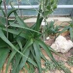 Aloe tomentosa Хабит