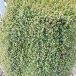 Juniperus communis Blatt