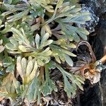 Artemisia umbelliformis 葉