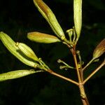 Ferdinandusa panamensis Fruto
