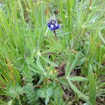 Lupinus bicolor Plante entière