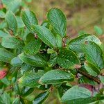 Cotoneaster integerrimus Likasa