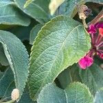 Lantana camara पत्ता