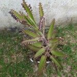 Kalanchoe daigremontiana Habitus