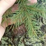 Picea abiesLapas