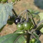 Solanum nigrum Gyümölcs